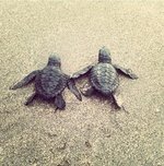 Baby Turtles.