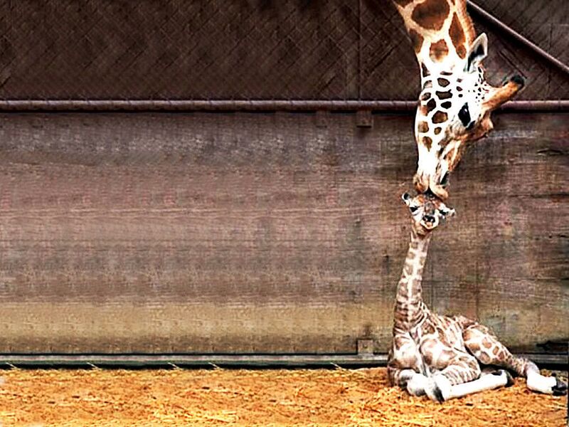 File:Giraffe Kiss.jpg