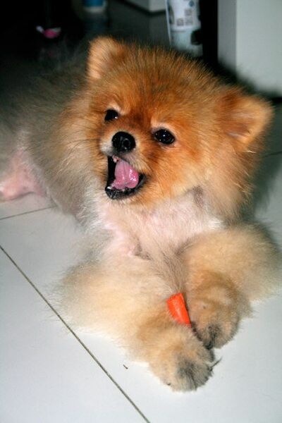 File:Hero carrot.jpg